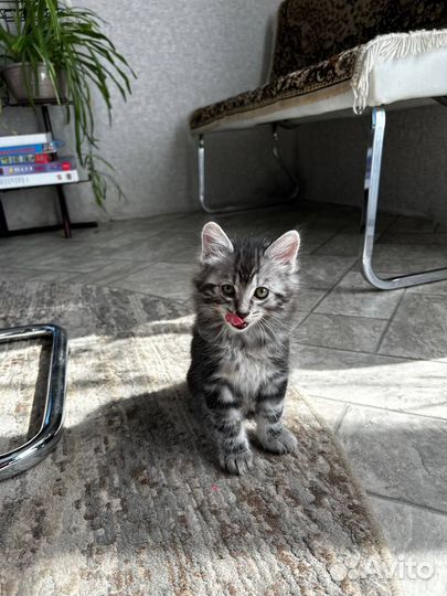 Курильский бобтейл