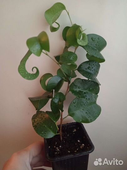 Фикус Букле