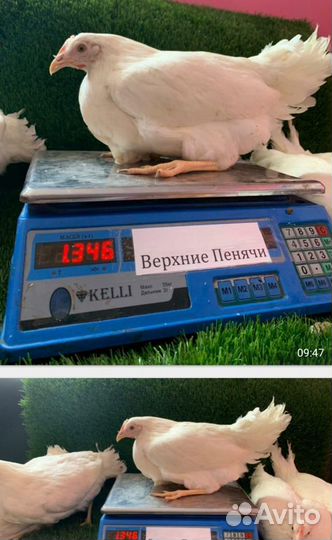 Куры Несушки