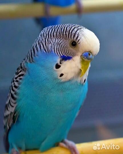 Волнистый попугай