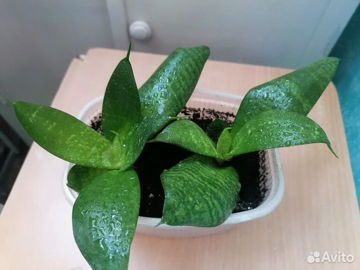 Сансевиерия 2 корешка