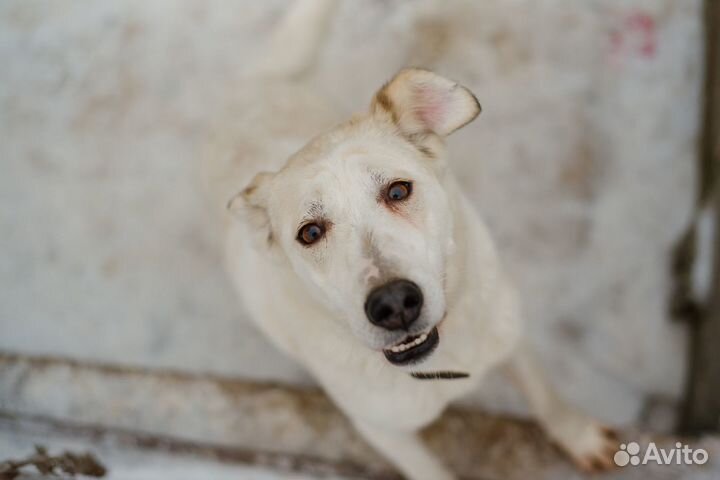 Пуша ждет семью