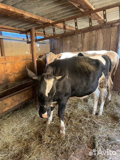 Быки и телки