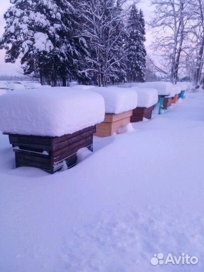 Мёд 2023 Волосовский район