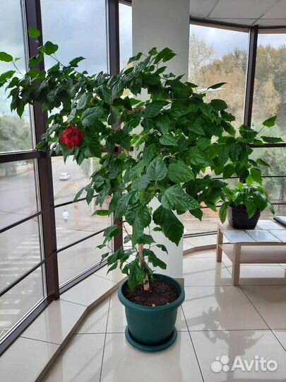 Гибискус китайская роза