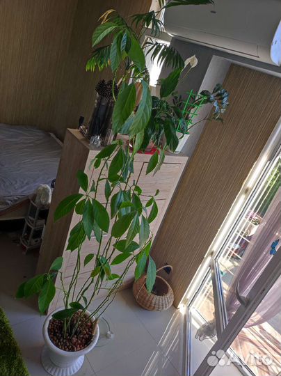 Авокадо 2 метра