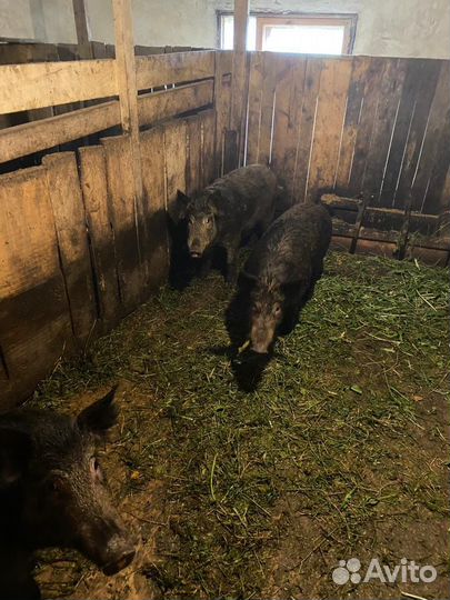 Поросята дикого кабана