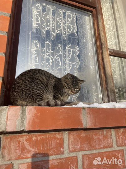 Кошечка молодая 11 мес