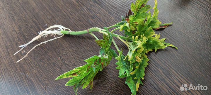 Укорененный колеус