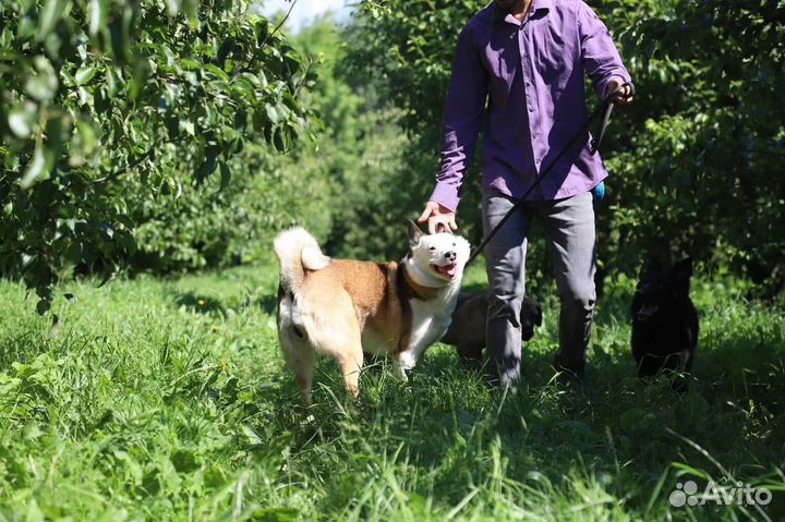 Бывшедомашняя Сьюзи ищет дом