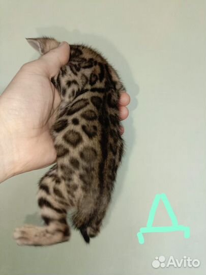 Бенгальские котята