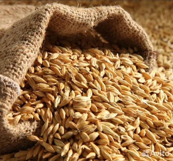 Ячмень упожай 2023