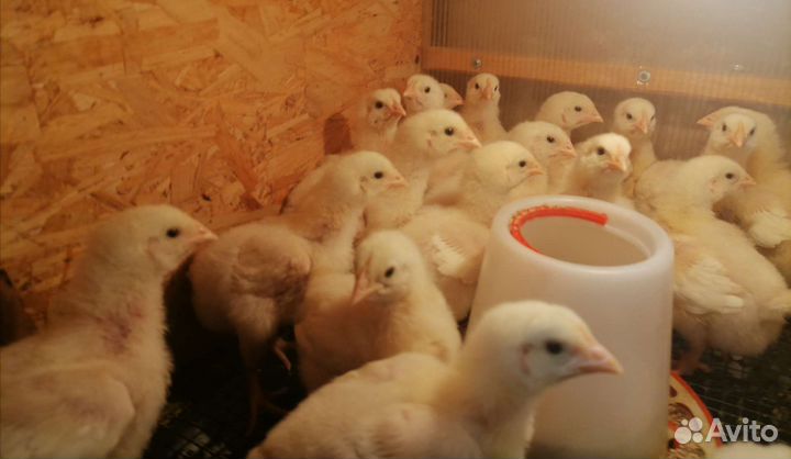 Цыплята бройлеры