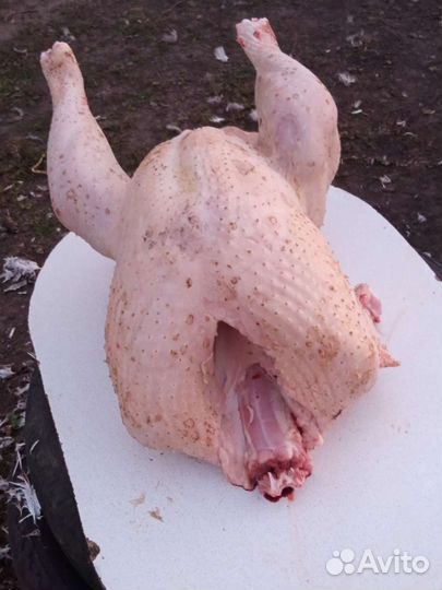 Мясо домашней индейки