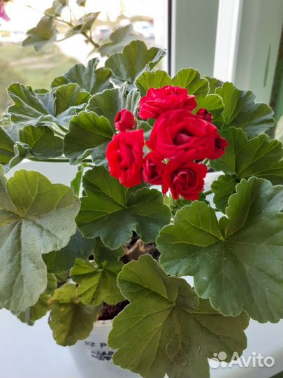 Герань пеларгония