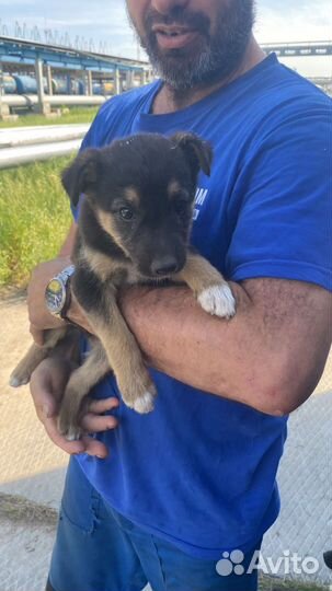 Щенок в добрые руки бесплатно