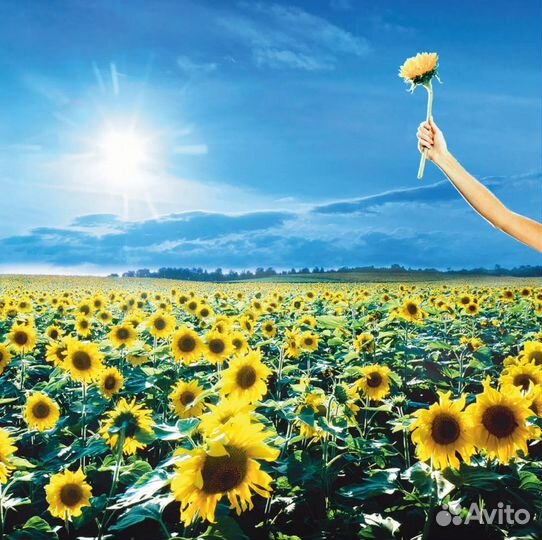 Виниловая пластинка Stone Temple Pilots - Thank Yo