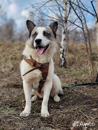 Симпатяга Панда (собака из приюта)