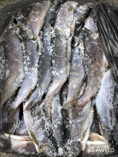 Хариус оптом