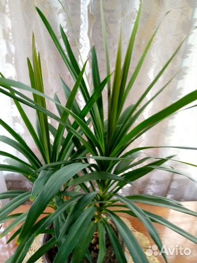 Пальма-комнатный цветок