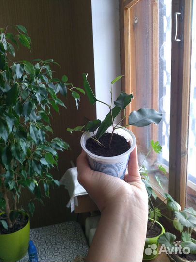 Фикус Бенджамина, укоренённый черенок