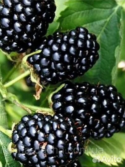 Саженцы ежевики, ежемалины