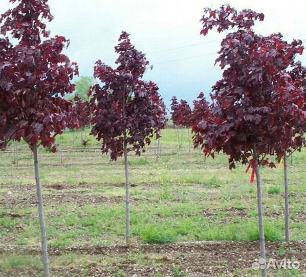 Клён красный