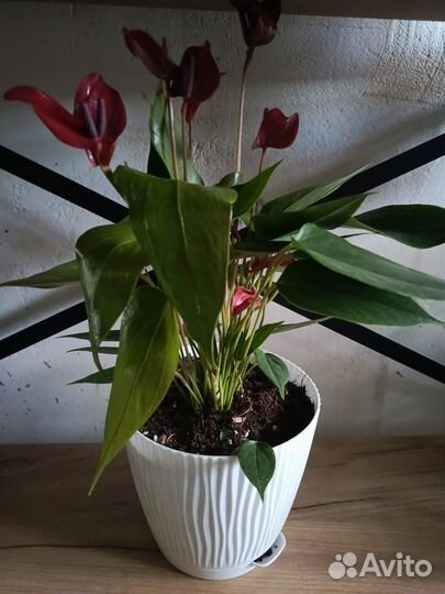 Антуриум микс