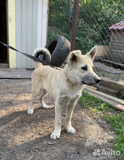 Щенок-метис лайки, 3,5 месяца