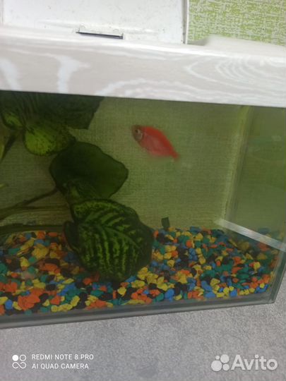 Рыбки тернеция