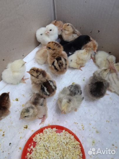 Цыплята Брама