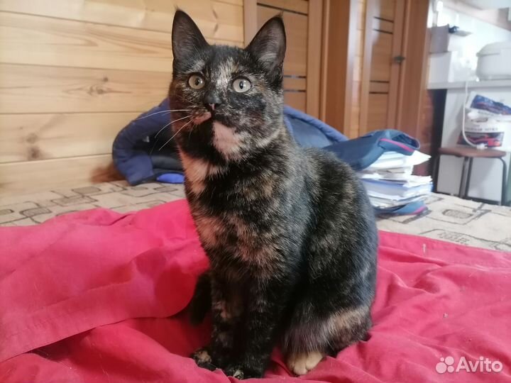 Трехцветные Кошечки на счастье в добрые руки