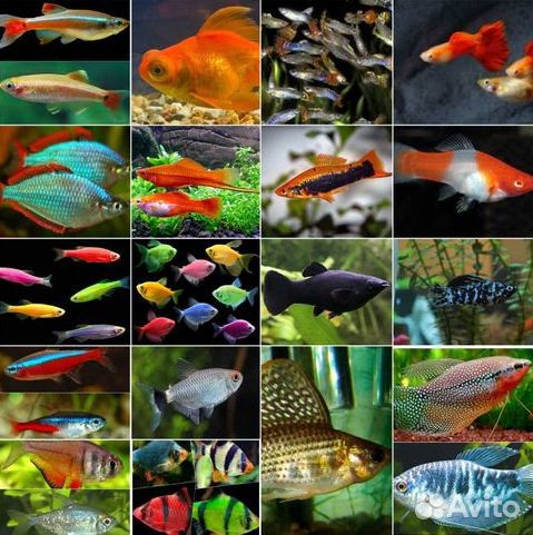 Продам рыбок аквариумных
