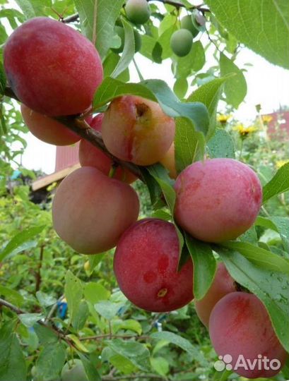 Слива саженцы