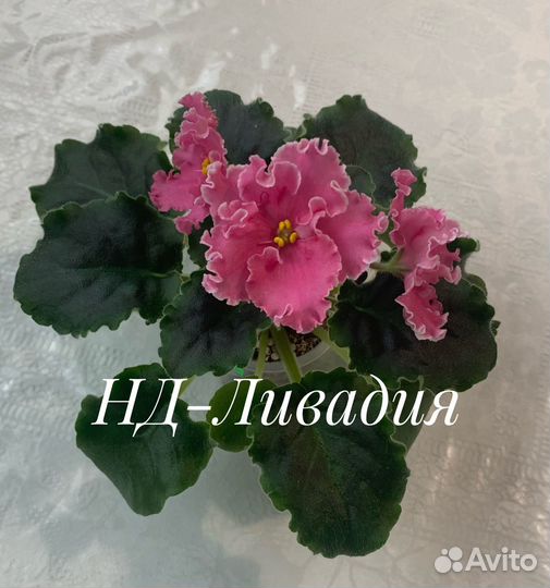 Сортовые фиалки