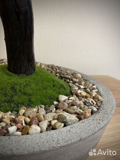 Интерьерное растение бонсай