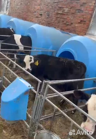 Телки и быки