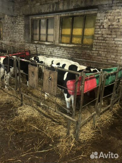 Бычки 1 2 3 месяца