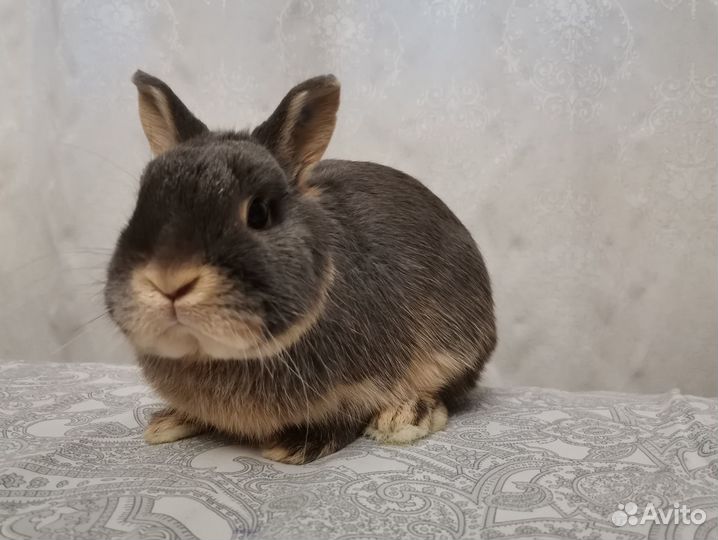 Карликовые кролики переменная группа
