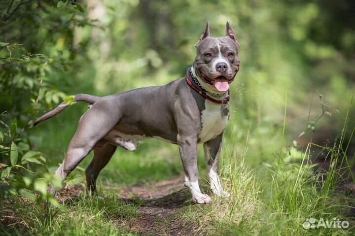 Вязка Стаффордширский терьер