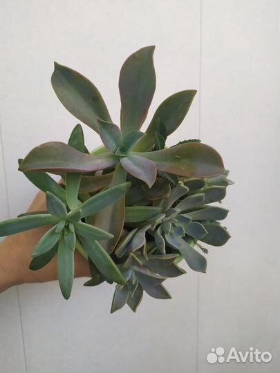 Суккуленты цветы