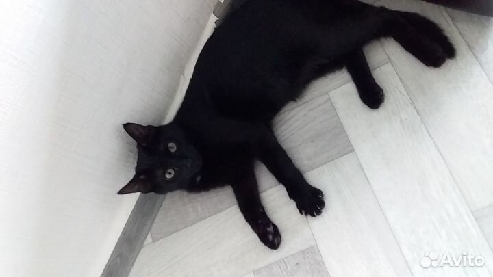 Котик 5 месяцев