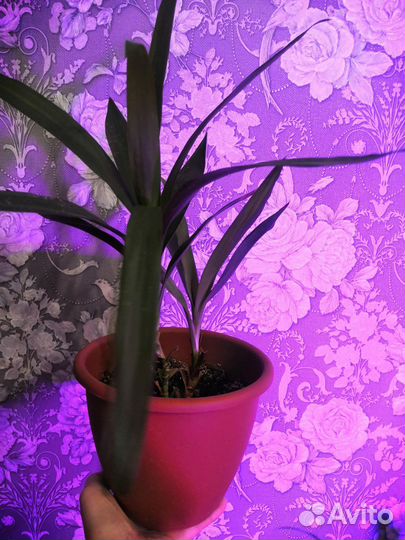 Комнатные цветы