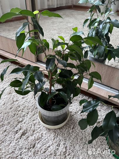 Фикус бенджамина и др цветы