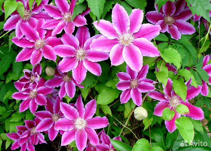 Клематисы-красивый многолетник