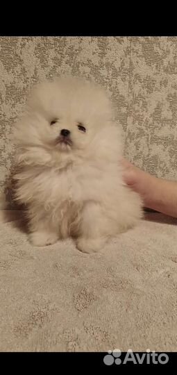 Девочка померанского шпица