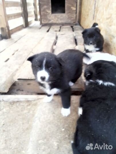 Щенки алабая