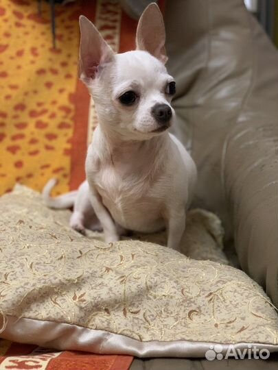 Вязка чихуахуа мальчик