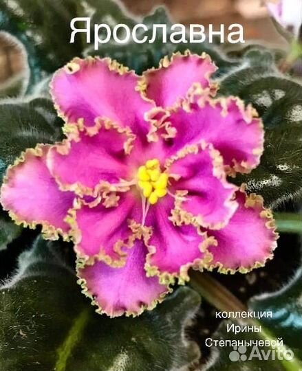 Листики фиалки