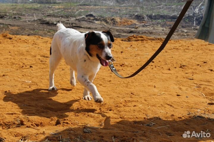 Отдам в добрые руки